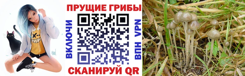 Псилоцибиновые грибы ЛСД  Таштагол 